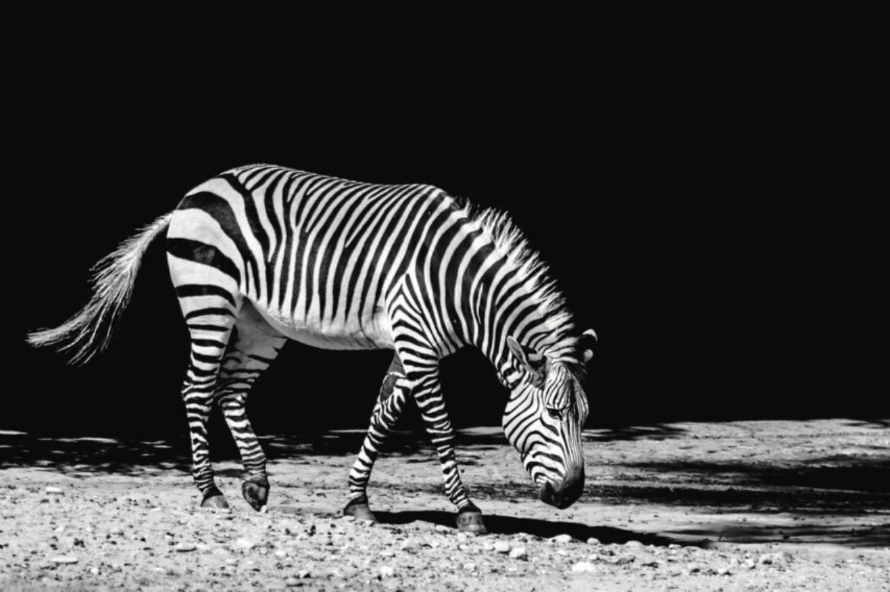 image en noir et blanc du zèbre