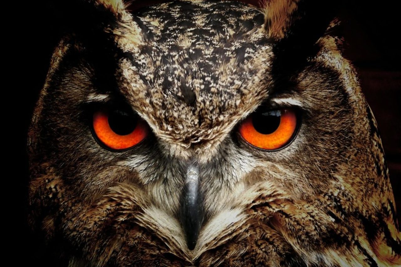 Gros plan-d'un-hibou-face