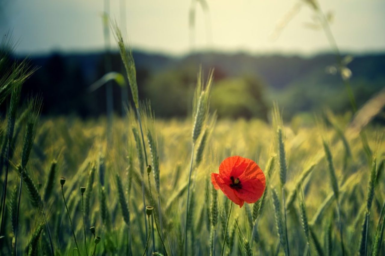 photo-de-fleur-de-coquelicot